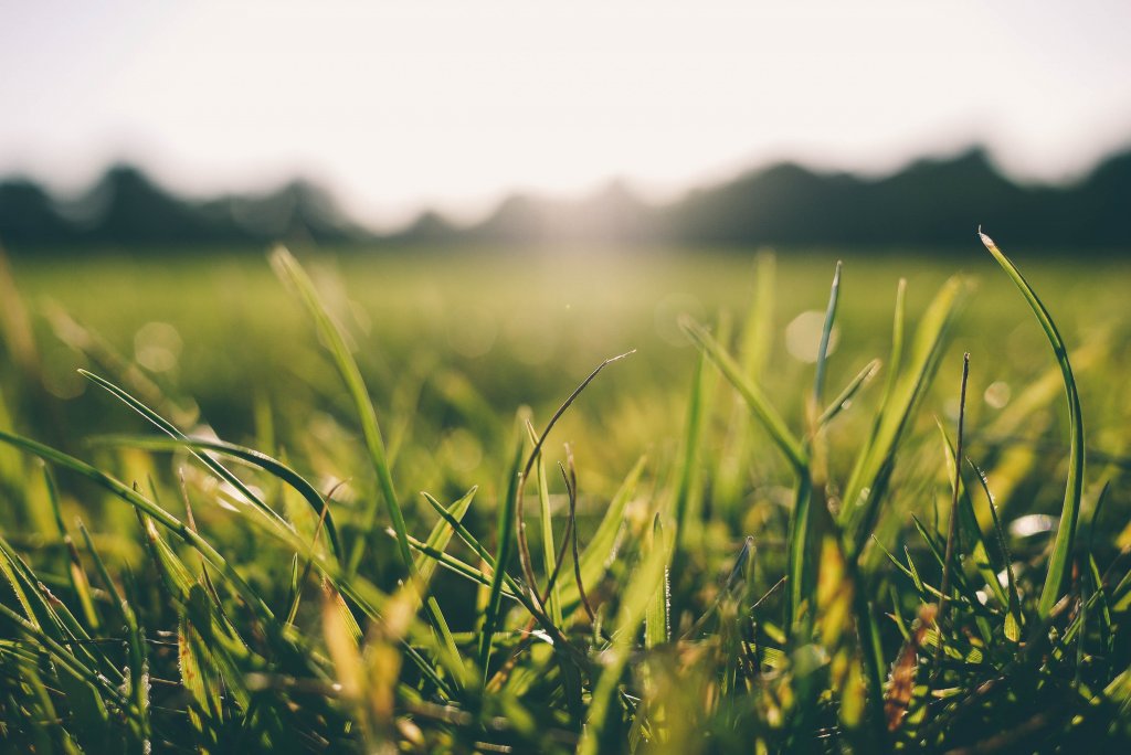 Gras in de zon